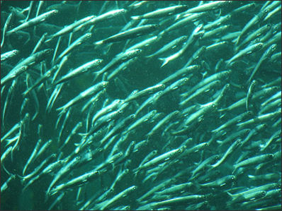 20120521-schooling fishPacific_sardine_(Sardinops_sagax)_01.jpg